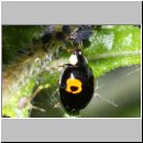Harmonia axyridis - Asiatischer Marienkaefer 65b.jpg